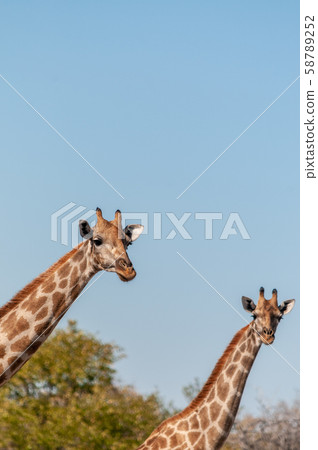 Giraffes in Etosha National Park 58789252