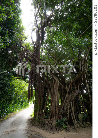 Fukugi row of trees banyan tree 58790103