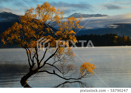 Black bird stand on Wanaka tree. Black bird stand on Wanaka tree. 58790247