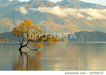 That Wanaka Tree, one of the most popular tourist place in New Zealand. That Wanaka Tree, one of the most popular tourist place in New Zealand. 58790252