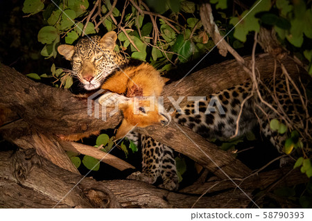 Leopard with puku over the tree at night looking down Leopard with puku over the tree at night looking down 58790393