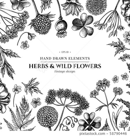 Floral design with black and white shepherd s purse, heather, fern, wild garlic, clover Floral design with black and white shepherd s purse, heather, fern, wild garlic, clover 58790446