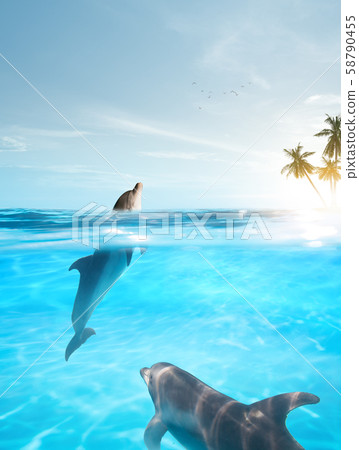 dolphins tropic 58790455