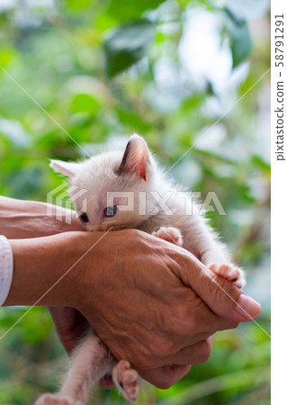 出生後4週的小貓 出生後4週的小貓 58791291