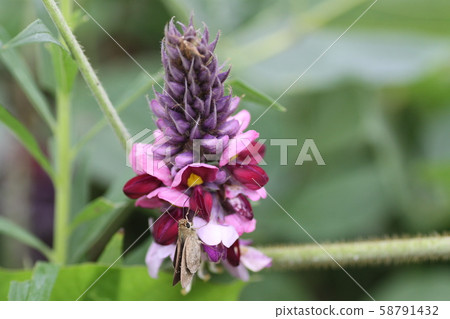 猩紅色的花朵 58791432