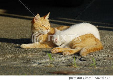 Cat parent and child 58791572