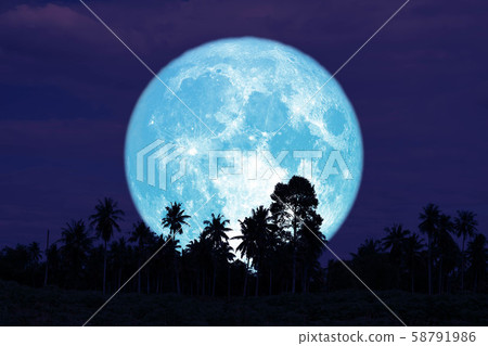 super full harvest moon on night sky back trees in super full harvest moon on night sky back trees in 58791986