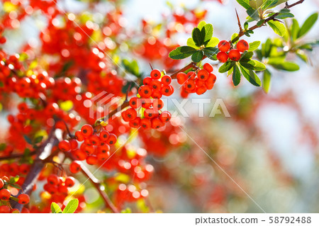 Pyracantha firethorn evergreen bush 58792488