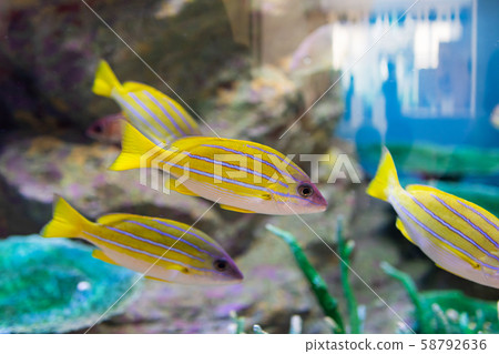 Aquarium fish Yosuji snapper Aquarium fish Yosuji snapper 58792636
