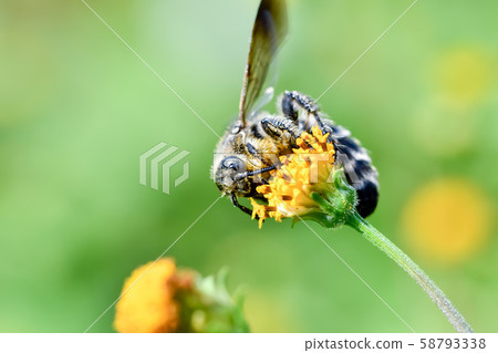 Himehara na gussetti 58793338