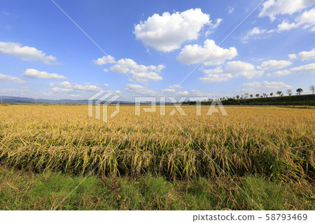 秋天的田野，金色的田野，收穫 58793469