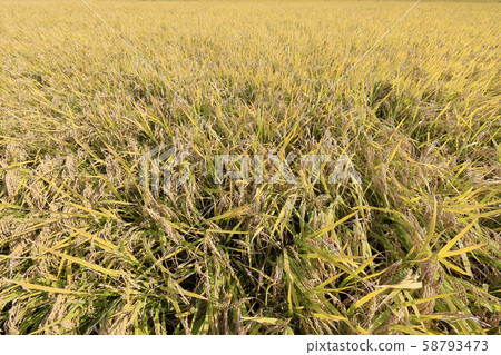 秋天的田野，金色的田野，收穫 58793473