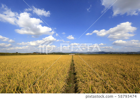 秋天的田野，金色的田野，收穫 58793474