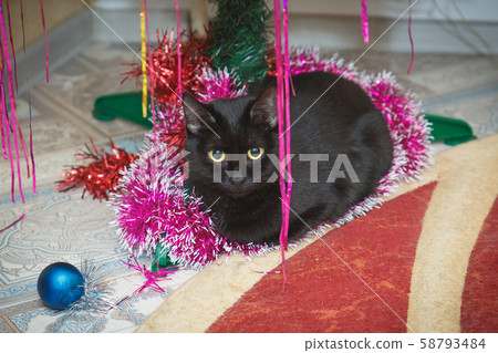 Black cat at Christmas under the Christmas tree. Black cat at Christmas under the Christmas tree. 58793484