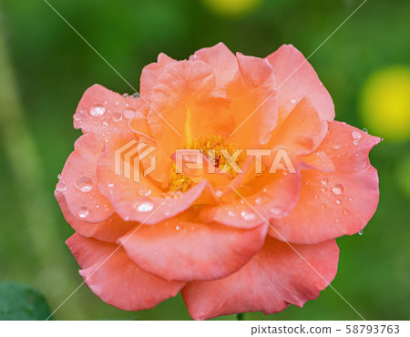 A beautiful roses after rain A beautiful roses after rain 58793763