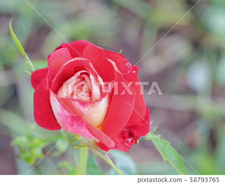 A beautiful roses after rain A beautiful roses after rain 58793765