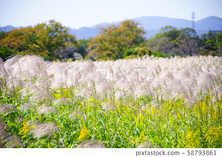 Nara, Heijo Palace Ruins, Susukinohara 2 58793861
