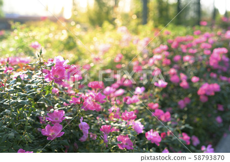 玫瑰園（圖像剪切） 58793870