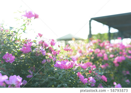 玫瑰園（圖像剪切） 58793873