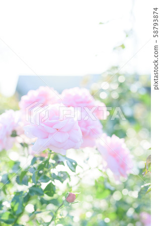 玫瑰（圖像剪裁） 58793874