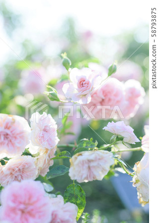 玫瑰（圖像剪裁） 58793875