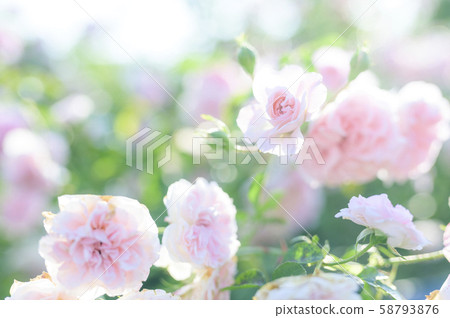 玫瑰（圖像剪裁） 58793876