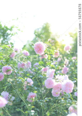 玫瑰園（圖像剪切） 58793878