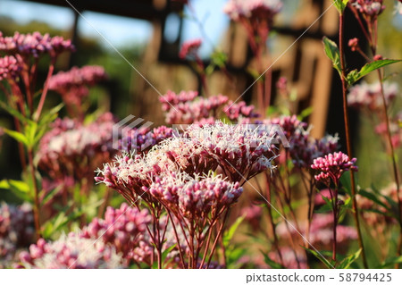 清酒菠菜 58794425