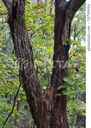 Inje-gun, Inje-eup, Wondae-ri 58794464