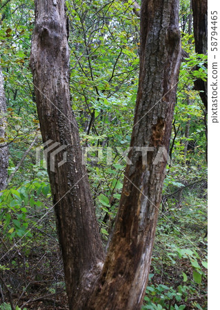 Inje-gun, Inje-eup, Wondae-ri 58794465