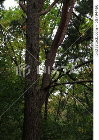 Inje-gun, Inje-eup, Wondae-ri 58794466