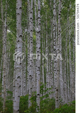 Inje-gun, Inje-eup, Wondae-ri Inje-gun, Inje-eup, Wondae-ri 58794474