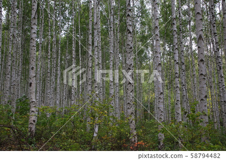 Inje-gun, Inje-eup, Wondae-ri Inje-gun, Inje-eup, Wondae-ri 58794482