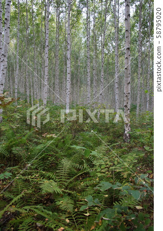 Inje-gun, Inje-eup, Wondae-ri Inje-gun, Inje-eup, Wondae-ri 58795020