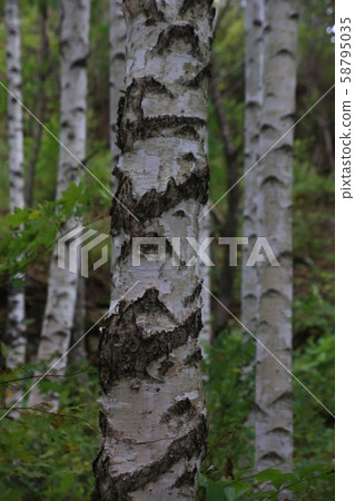 Inje-gun, Inje-eup, Wondae-ri 58795035