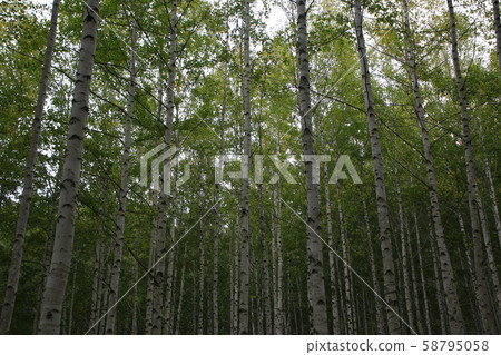 Inje-gun, Inje-eup, Wondae-ri 58795058