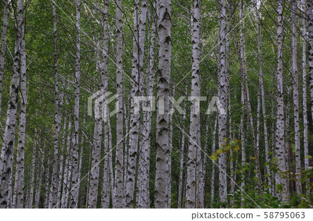 Inje-gun, Inje-eup, Wondae-ri 58795063