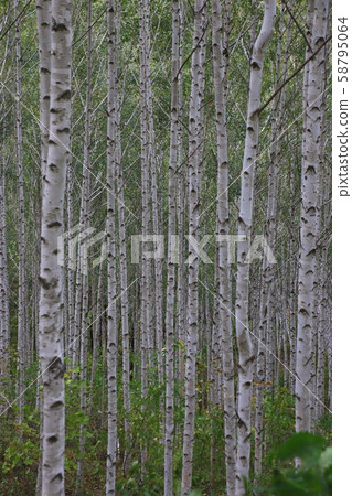 Inje-gun, Inje-eup, Wondae-ri 58795064