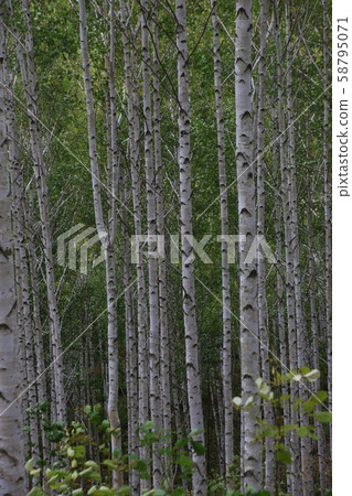 Inje-gun, Inje-eup, Wondae-ri 58795071