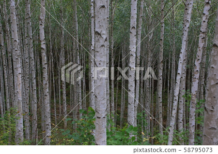 Inje-gun, Inje-eup, Wondae-ri Inje-gun, Inje-eup, Wondae-ri 58795073