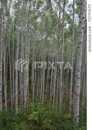 Inje-gun, Inje-eup, Wondae-ri Inje-gun, Inje-eup, Wondae-ri 58795079