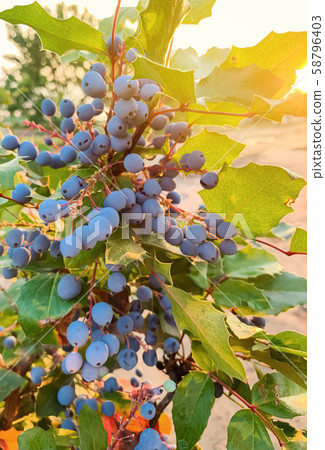 Blue berries Mahonia aquifolium 58796403