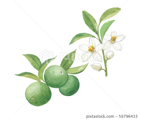 Shikuwasa flowers and fruits Shikuwasa flowers and fruits 58796433