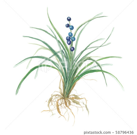 Janohige Snake Trap Janohige Snake Trap 58796436