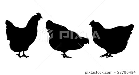 Realistic silhouettes of three hens and chickens - Realistic silhouettes of three hens and chickens - 58796484