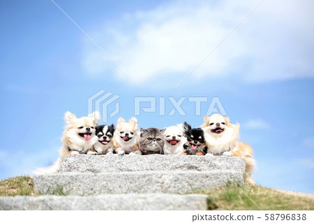 Chihuahua and exotic shorthair 58796838