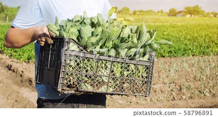 A farmer carry fresh cabbage seedlings in a box. A farmer carry fresh cabbage seedlings in a box. 58796891
