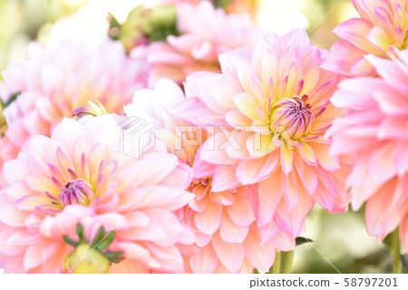 Dahlia Dahlia 58797201