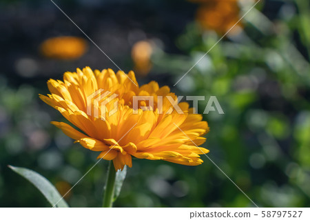 Terry marigold orange flower on a flowerbed in the garden 58797527