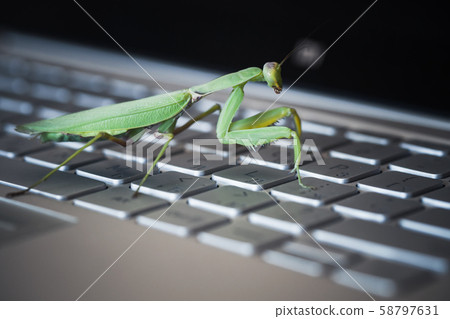 Computer bug metaphor. Mantis 58797631
